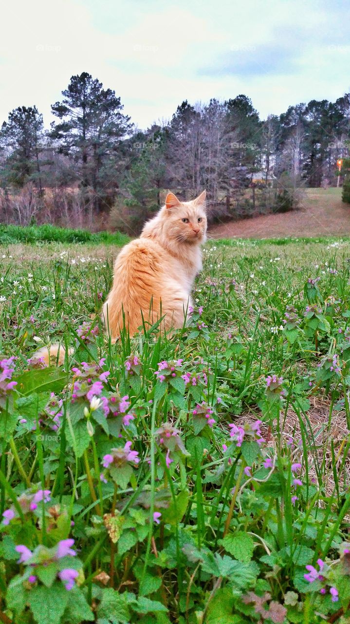 cat in wildflowers