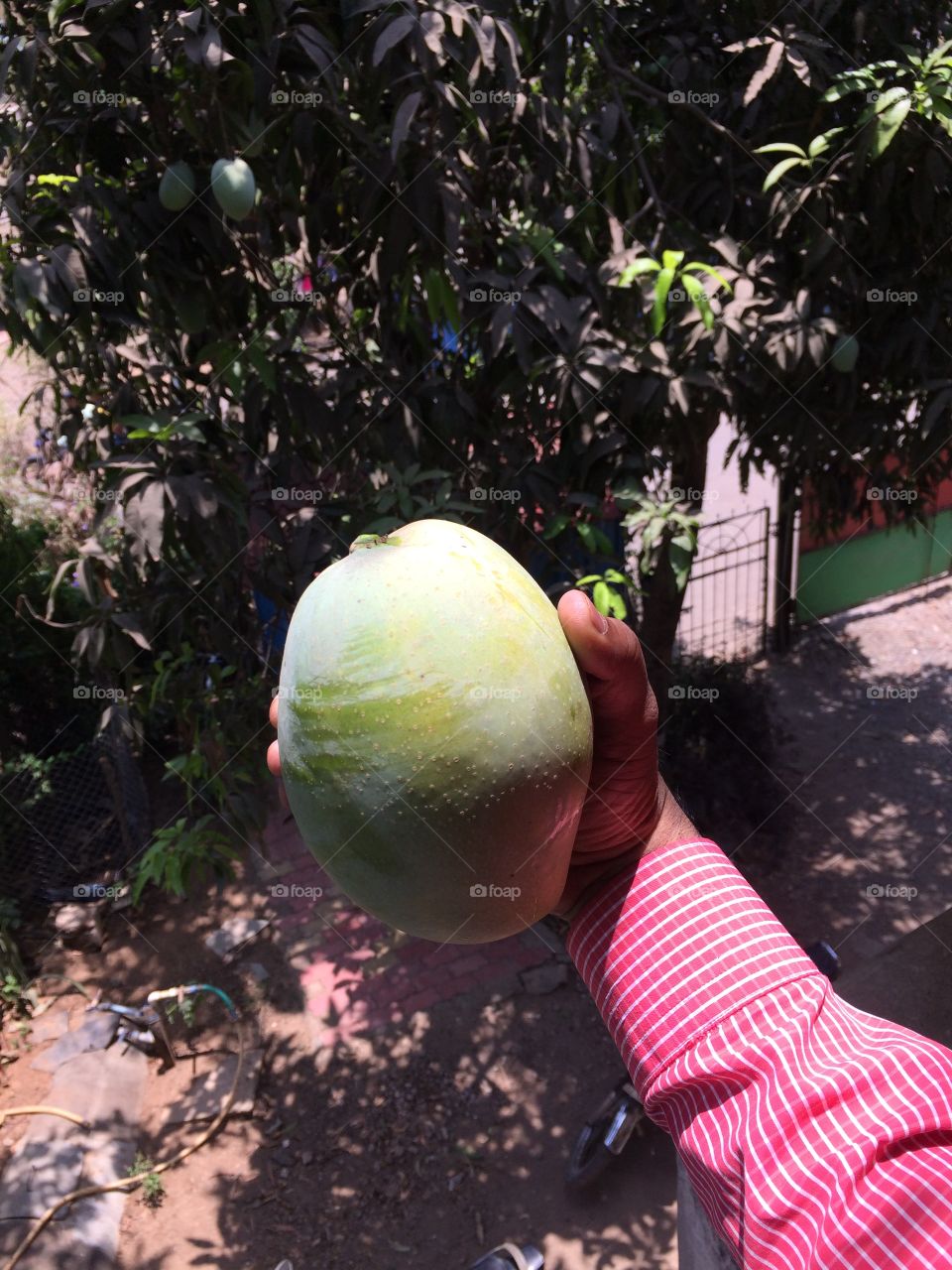 A big mango fruit in Gujarat India 