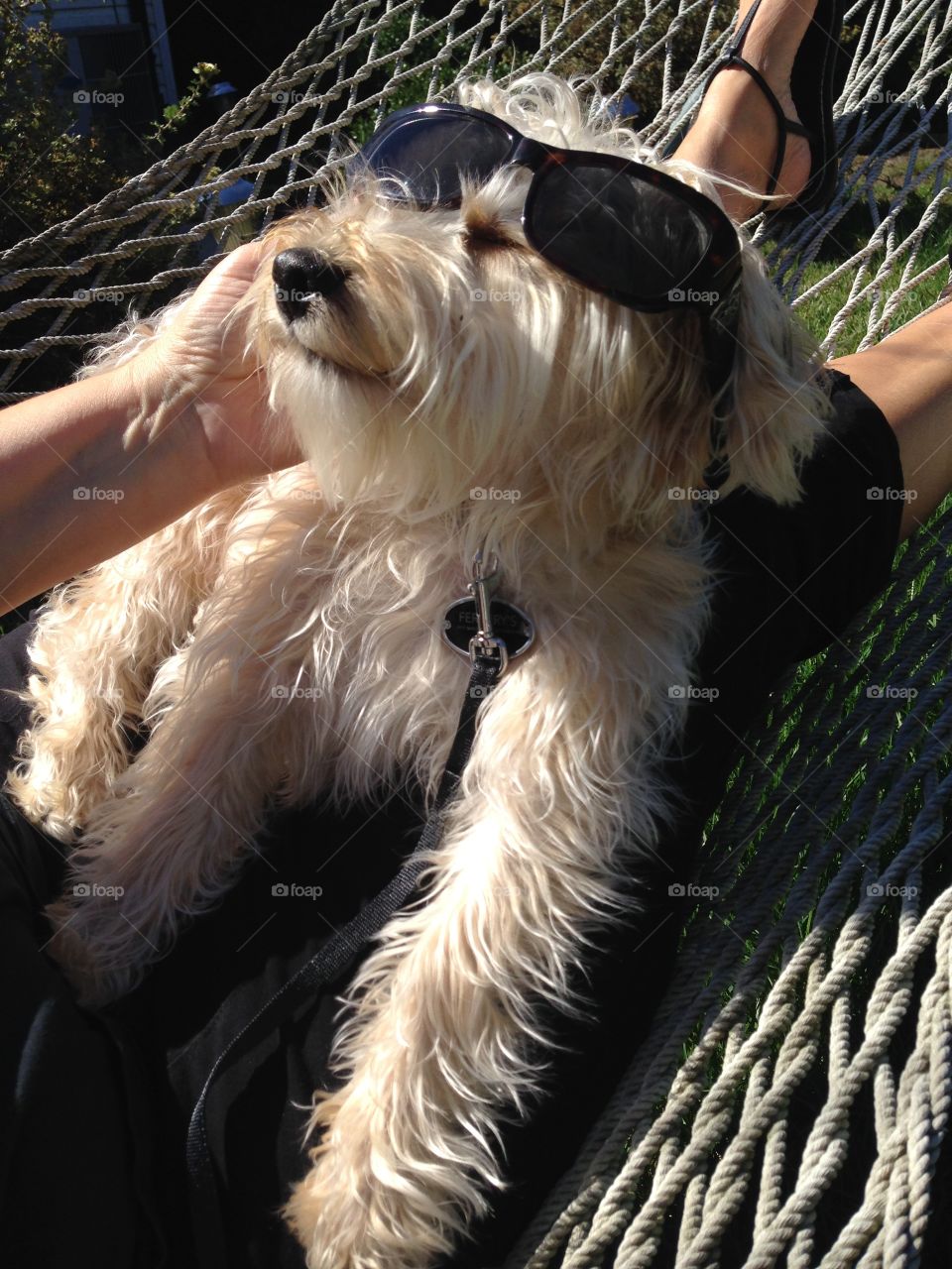 Shades. Dog wearing SunGlasses