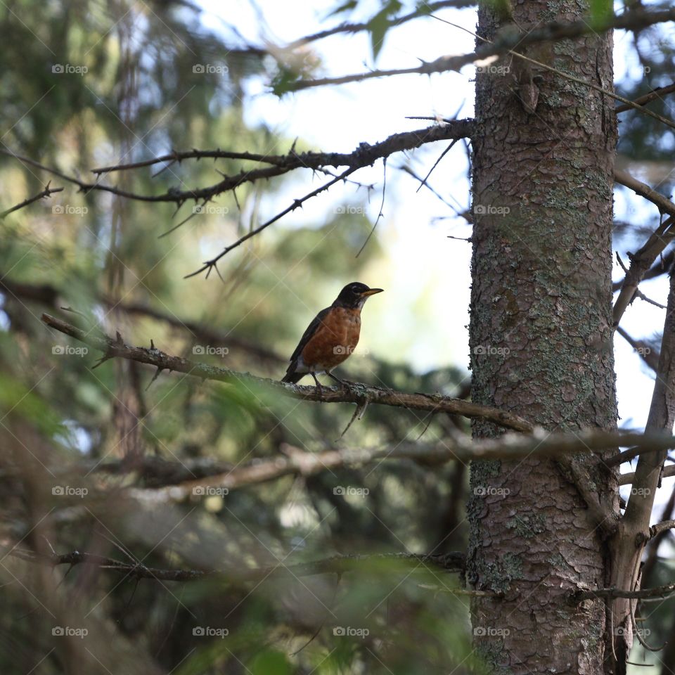 Robin in a tree, summer daylight, nature