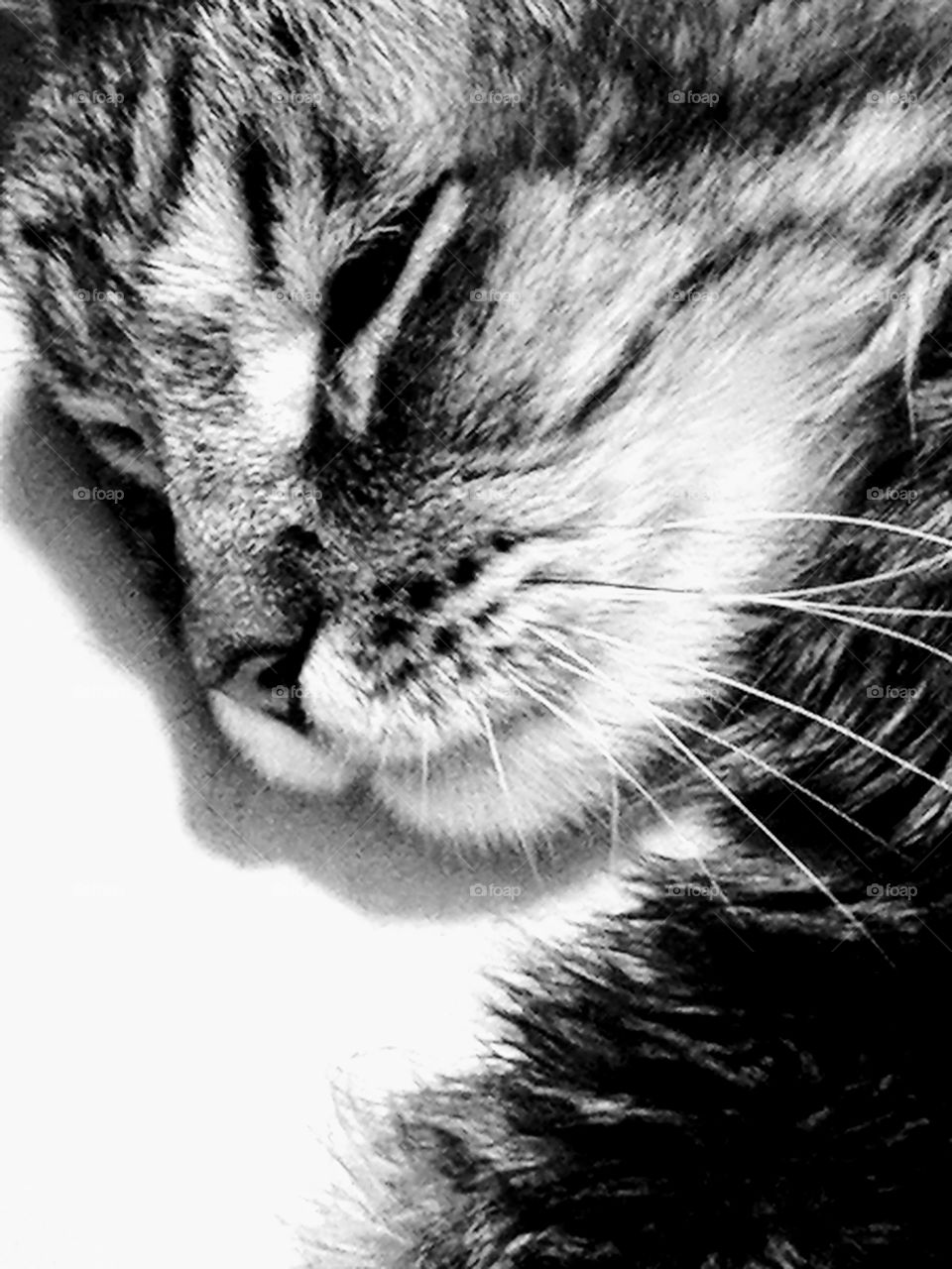 Maine Coon Cat in Black and White
