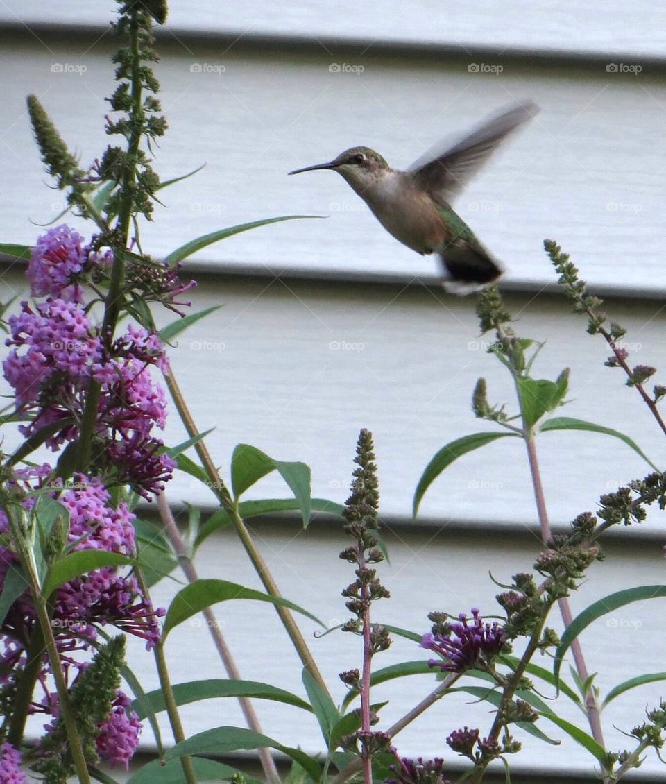 Hummer in flight