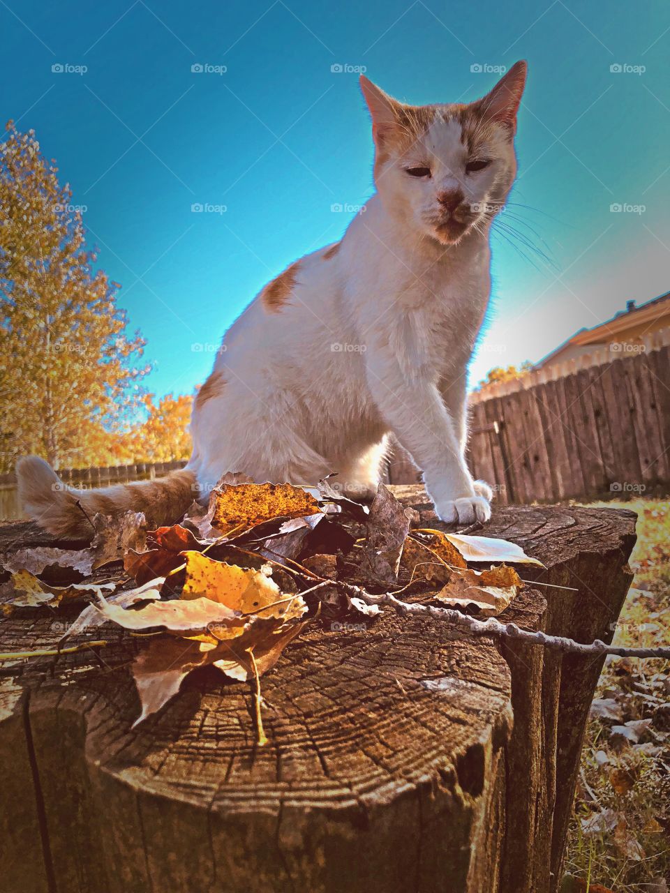 Cat in autumn on stump