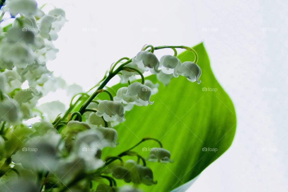 Silhouette of Lily of the Valley leaf and blossoms against a white, backlit background