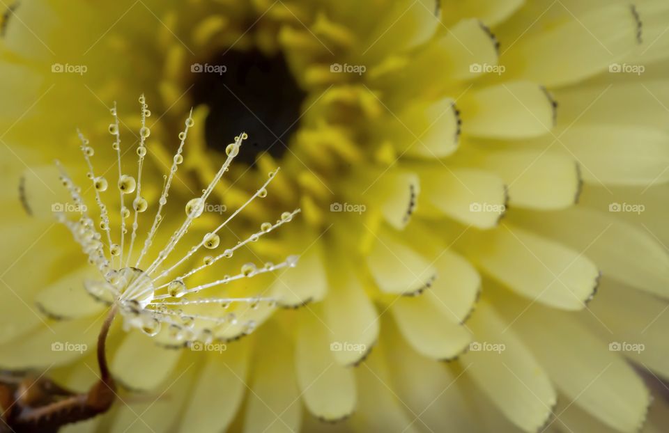 water drops on a dandelion in front of yellow flower