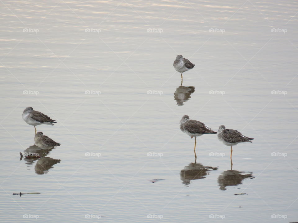 Greater or lesser yellowlegs