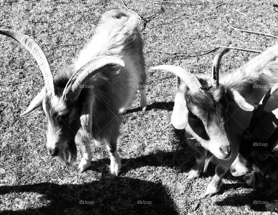 Black and white goats. 