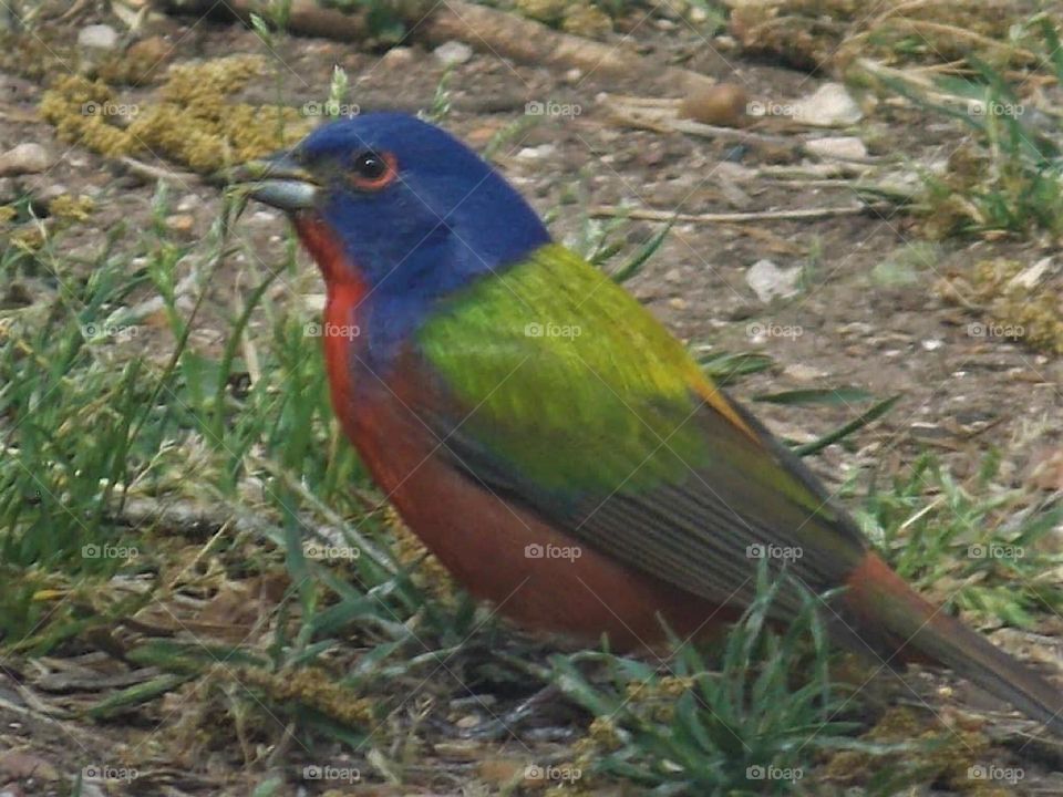 Painted bunting