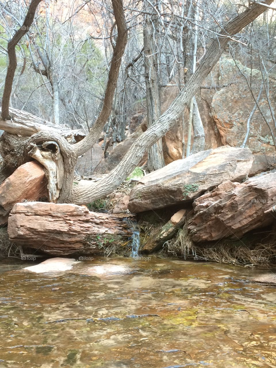 Trickling water, desert rock, gnarled tree