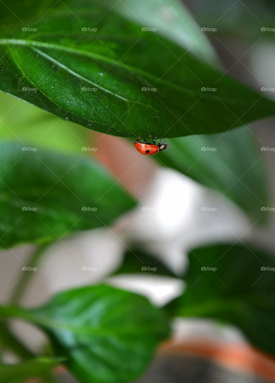 Leaf, Nature, No Person, Flora, Insect