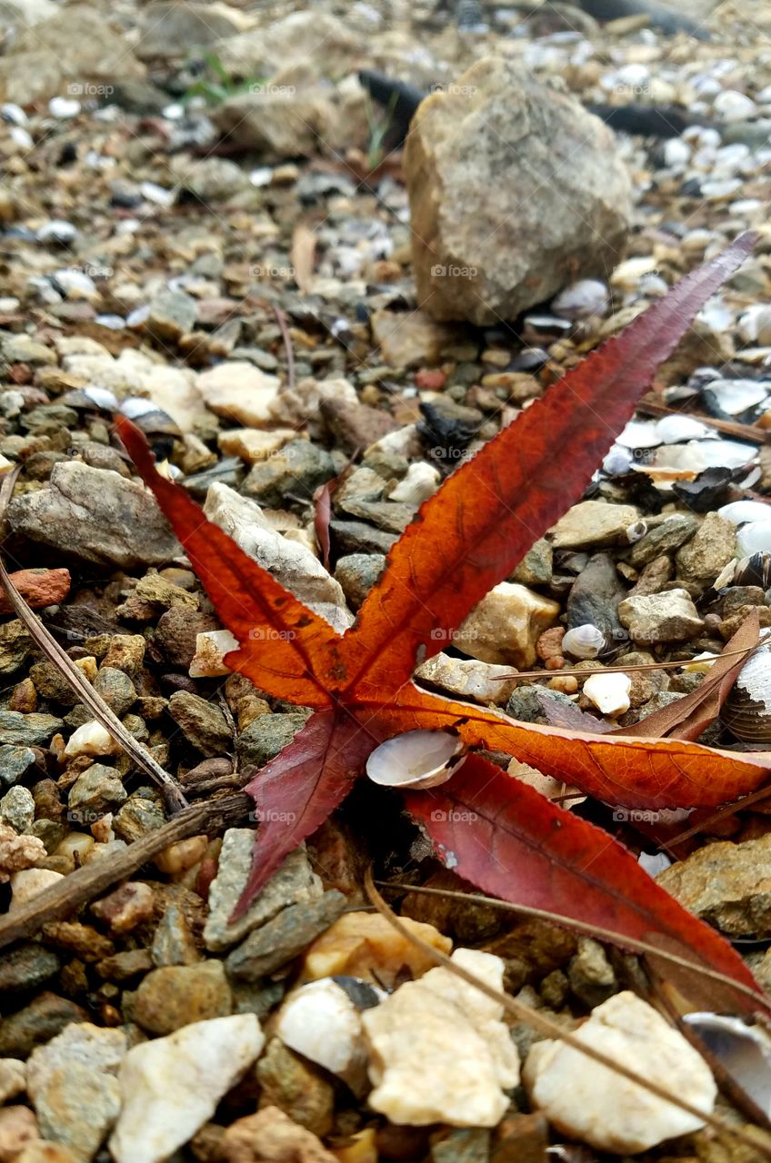 leaf on a s