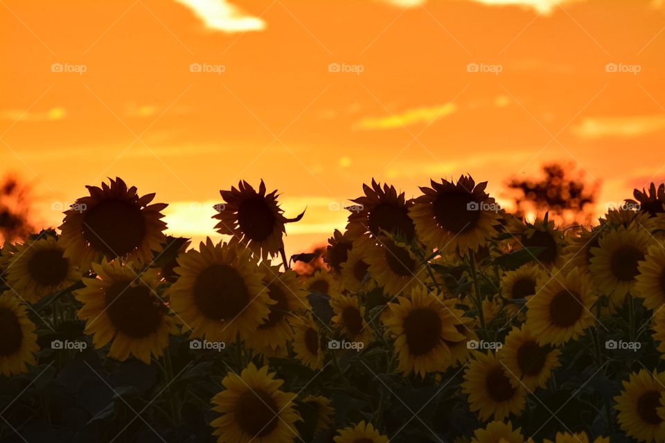 Sunset and Sunflowers