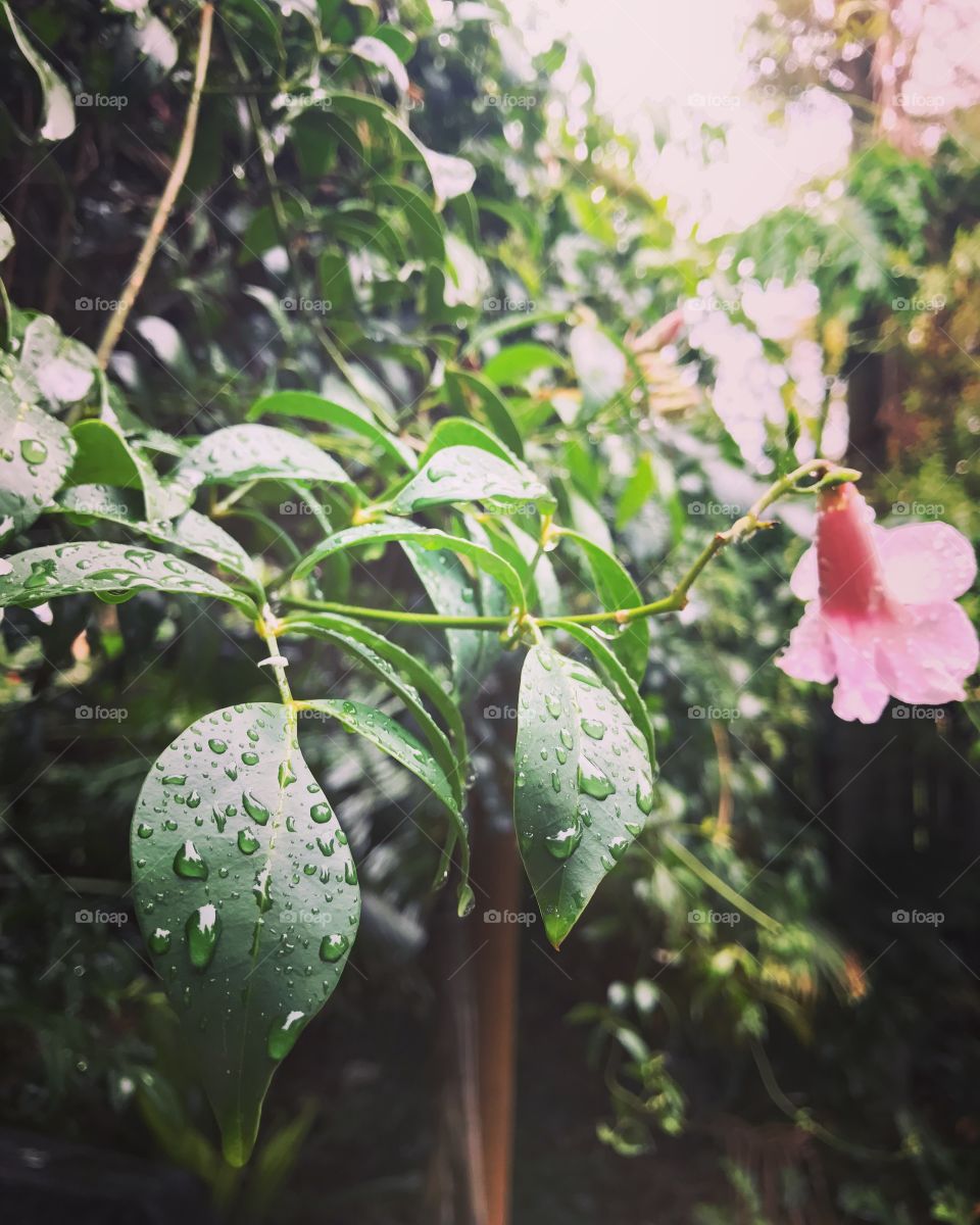 Rainy plants ❤️