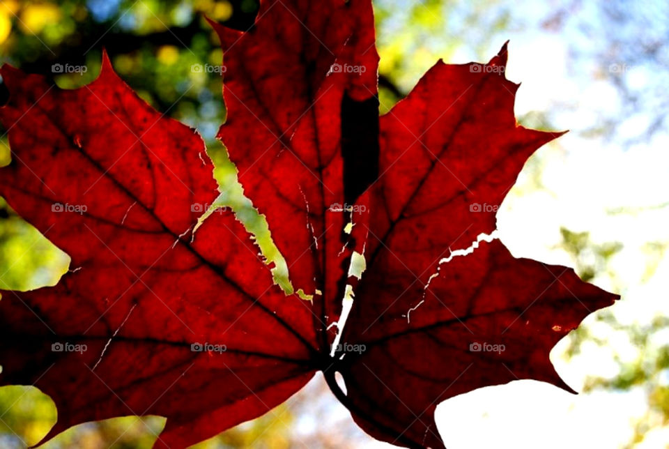 flowers light flora nature by merethe