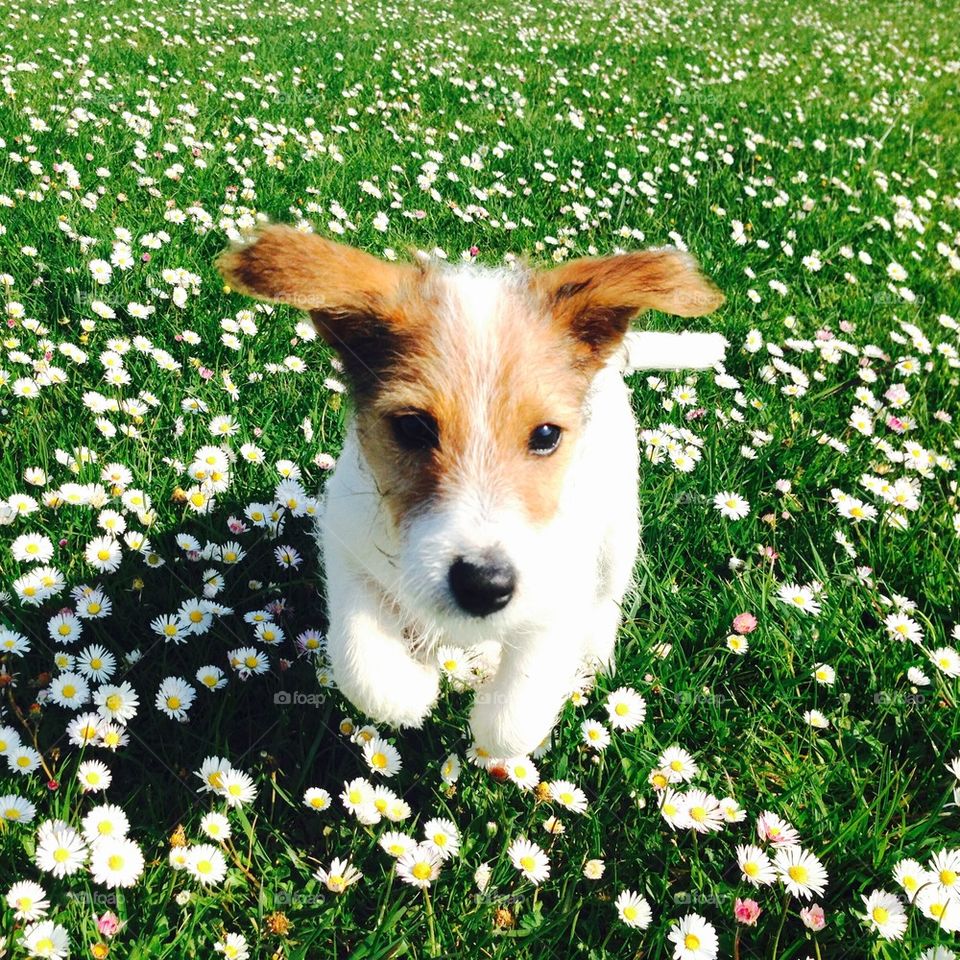 Portrait of puppy dog on grassy field