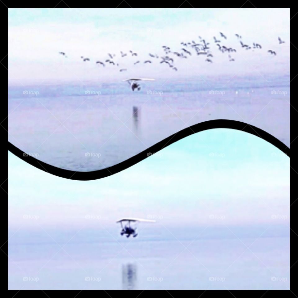 Ultralight Plane & Seagulls 