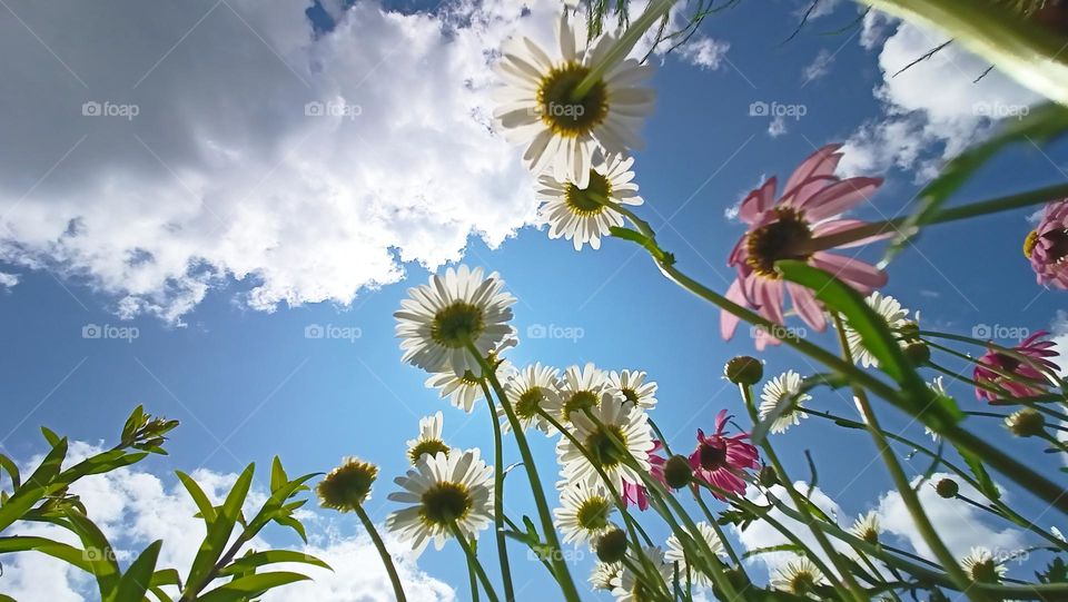 flowers stretch to the spring sky, spring, sky, clouds, flowers looking into the sky, flowers, plants, blue, bottom view, view from the ground