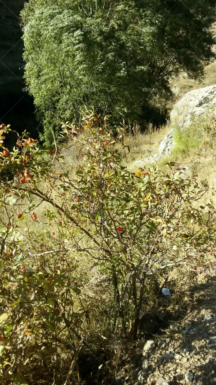 Nature_Body of a wild rose