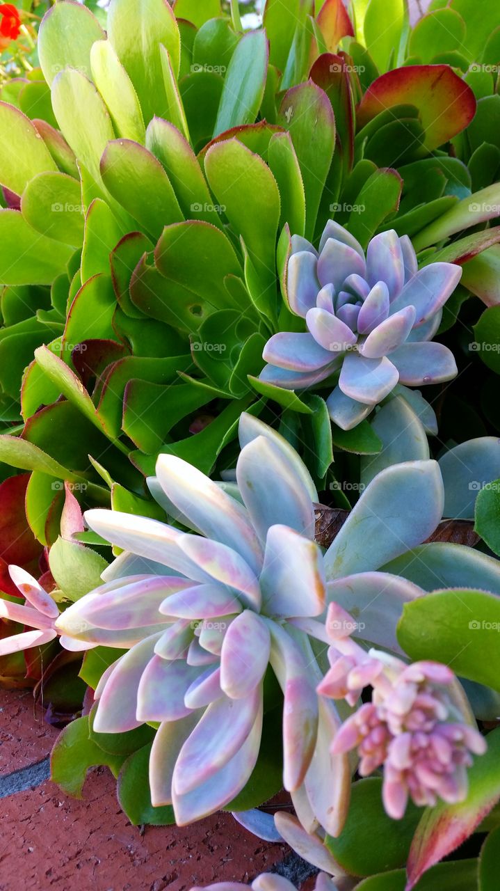 Grey & Green Succulents . Grey & Green Succulents 