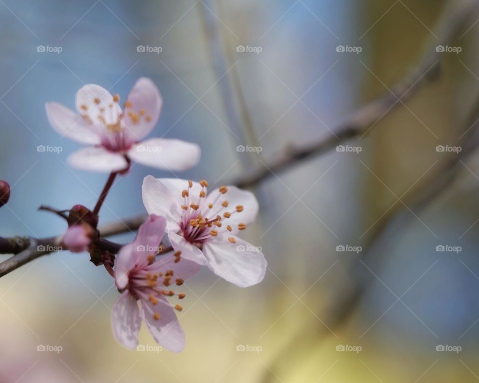 Spring blossoms