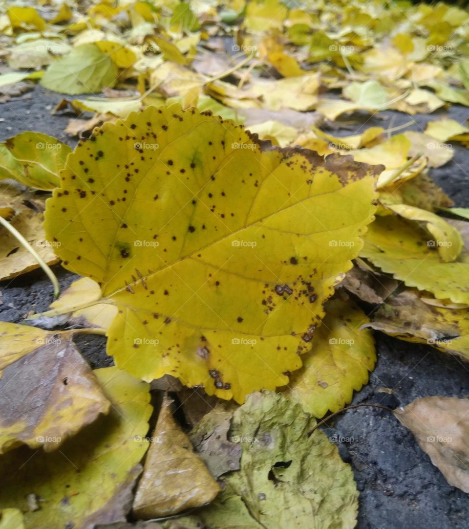 yellow leaves