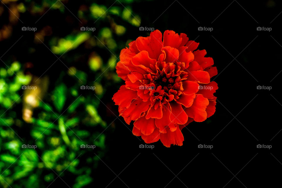 Red flower on the green background 