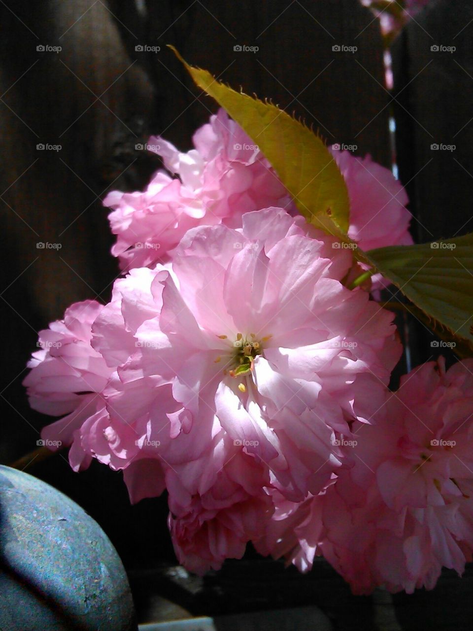 Fence Flowers. blooms peeking through a barrier.