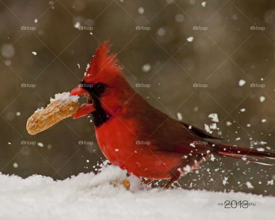Cardinal Eating In The Snow