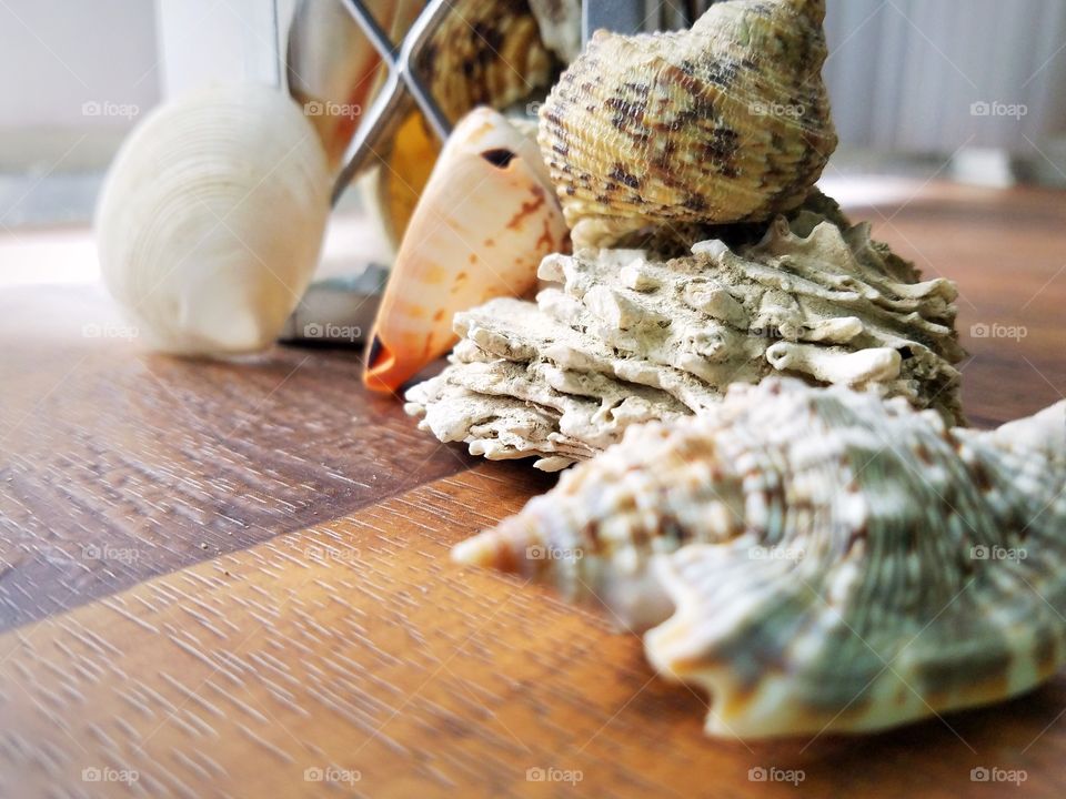 Seashells with Partial Lantern 2