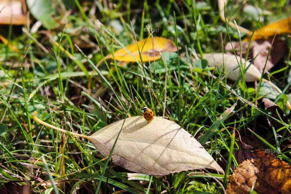 Fall. Ladybug crawling on grass.