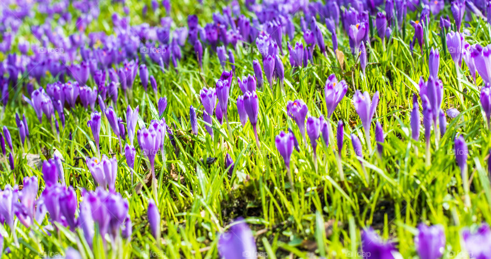 Spring flowers - crocuses