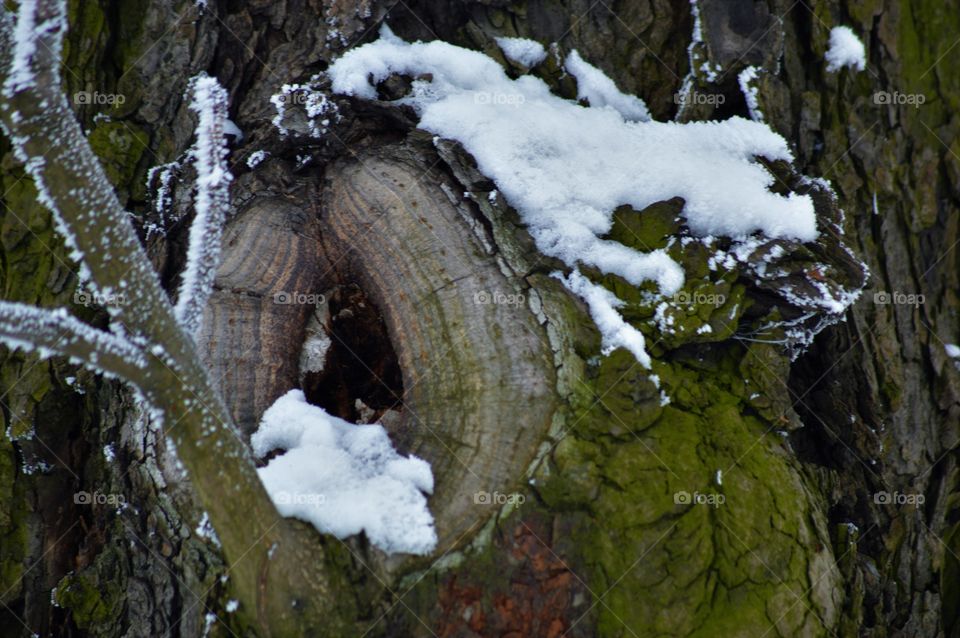 winter forest