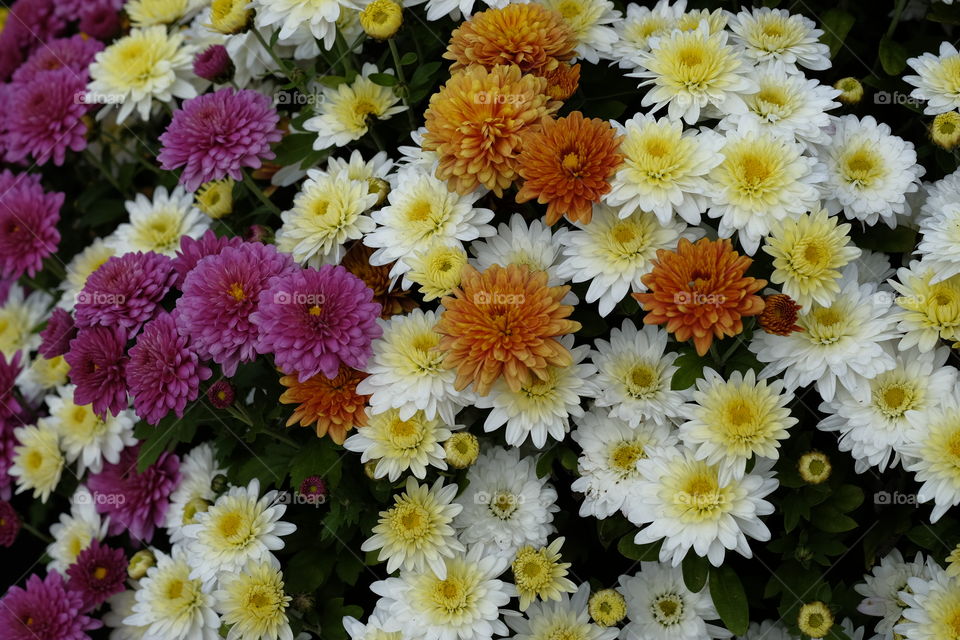 Multi colored mums