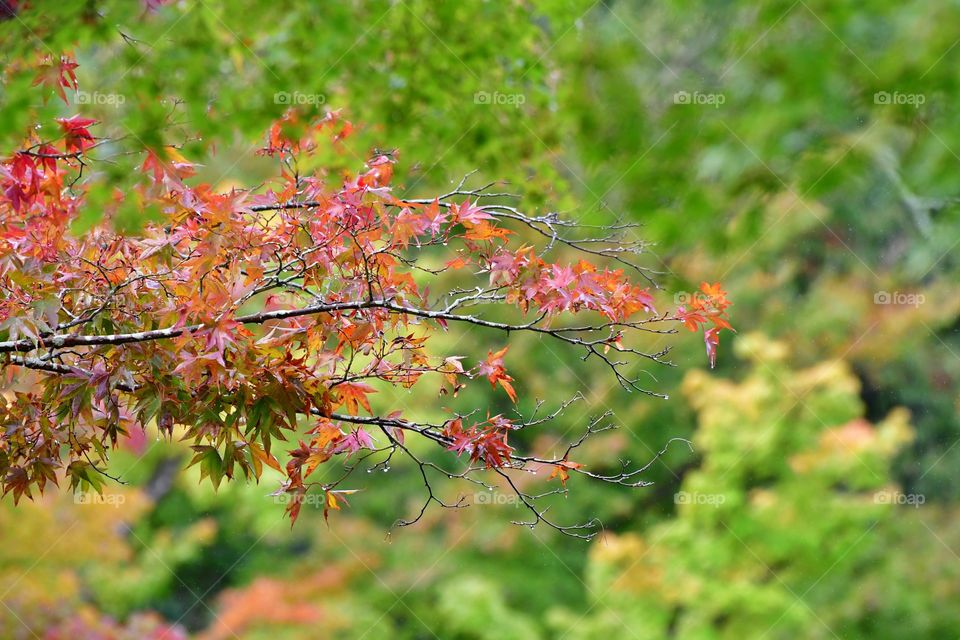 Fall foliage