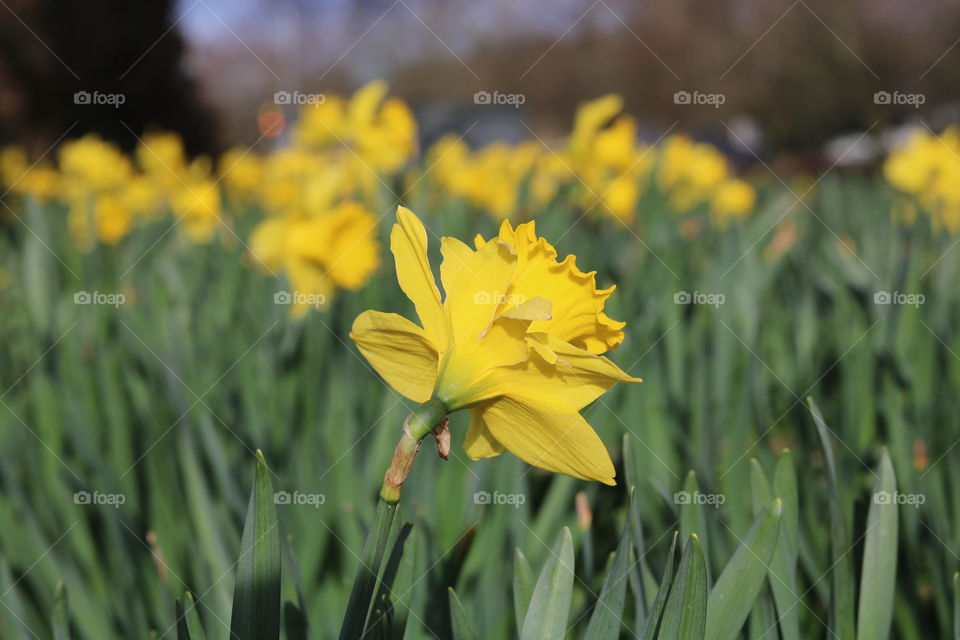daffodil