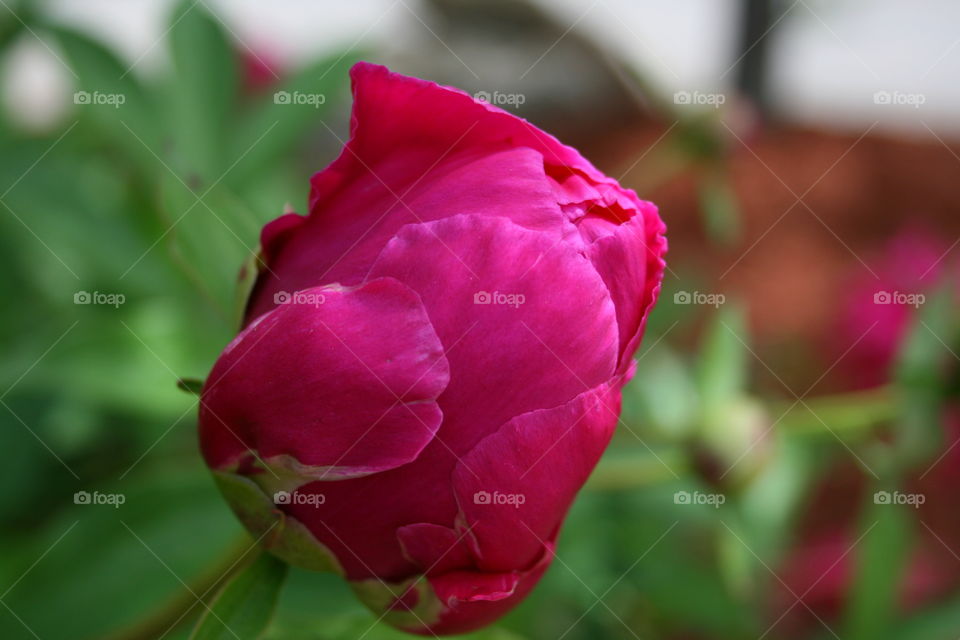 Budding Peony