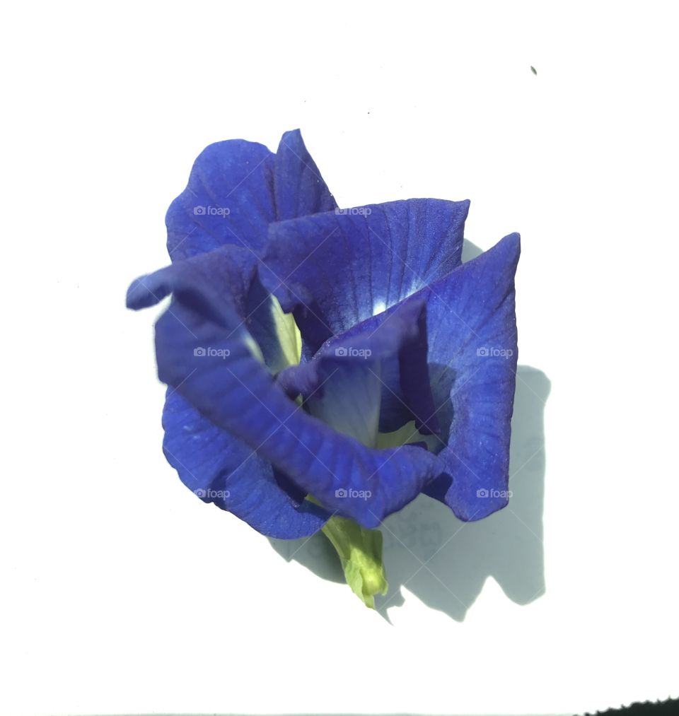 Clitoria ternatea L.