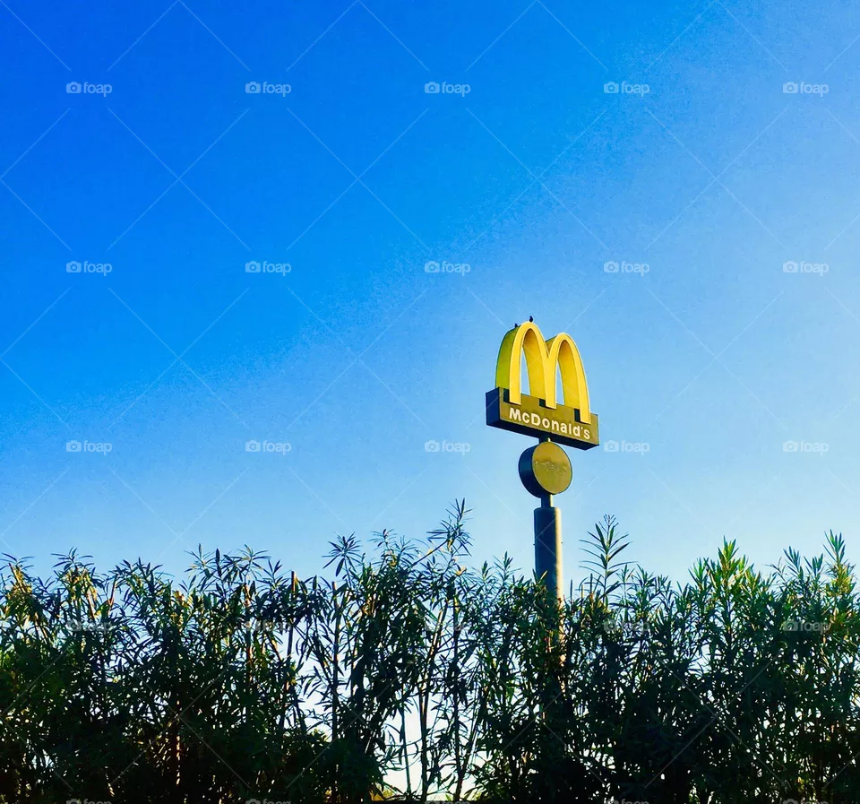 Macdonald foto
