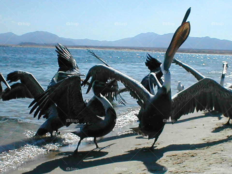 By the bay. Pelicans