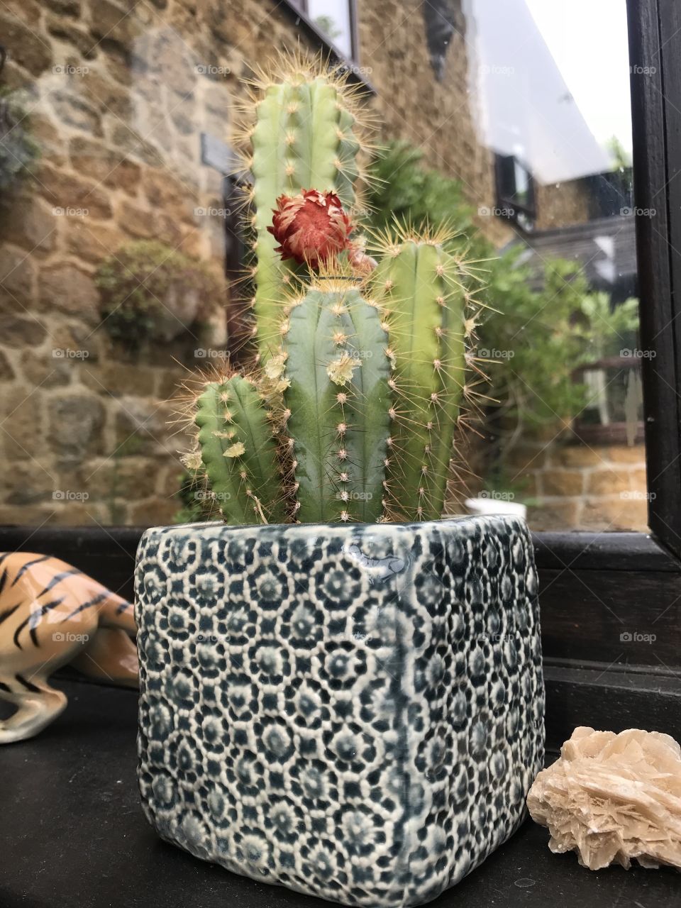 Beautiful cactus in a gorgeous ceramic pot hand painted and crafted. This cactus makes a beautiful edition to the many more flowers to become an edition of the house. 