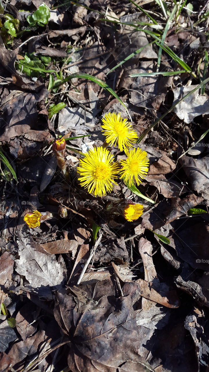 spring flowers