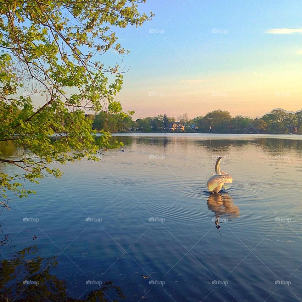 Swan dance at sunset