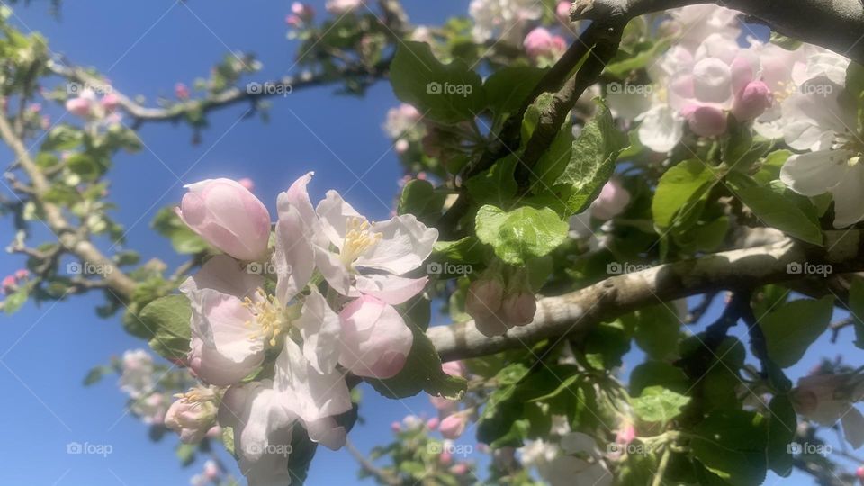Pink blossoms on an apple tree on a spring day against the blue sky 