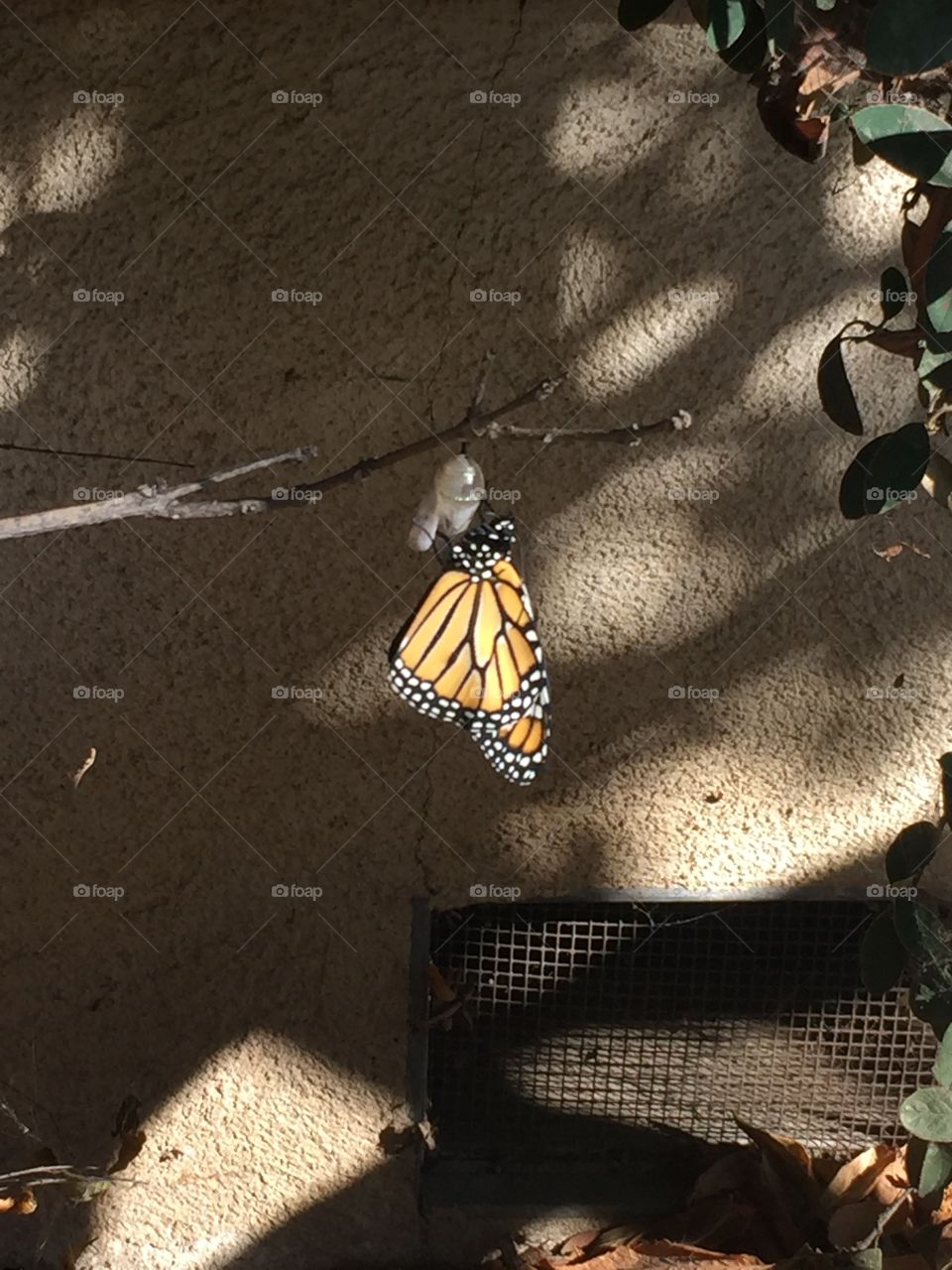 New monarch butterfly 