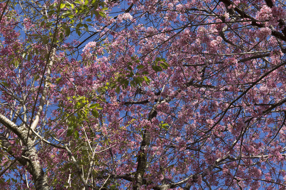 Beautiful cherry blossom on the tree blooming in the spring season.