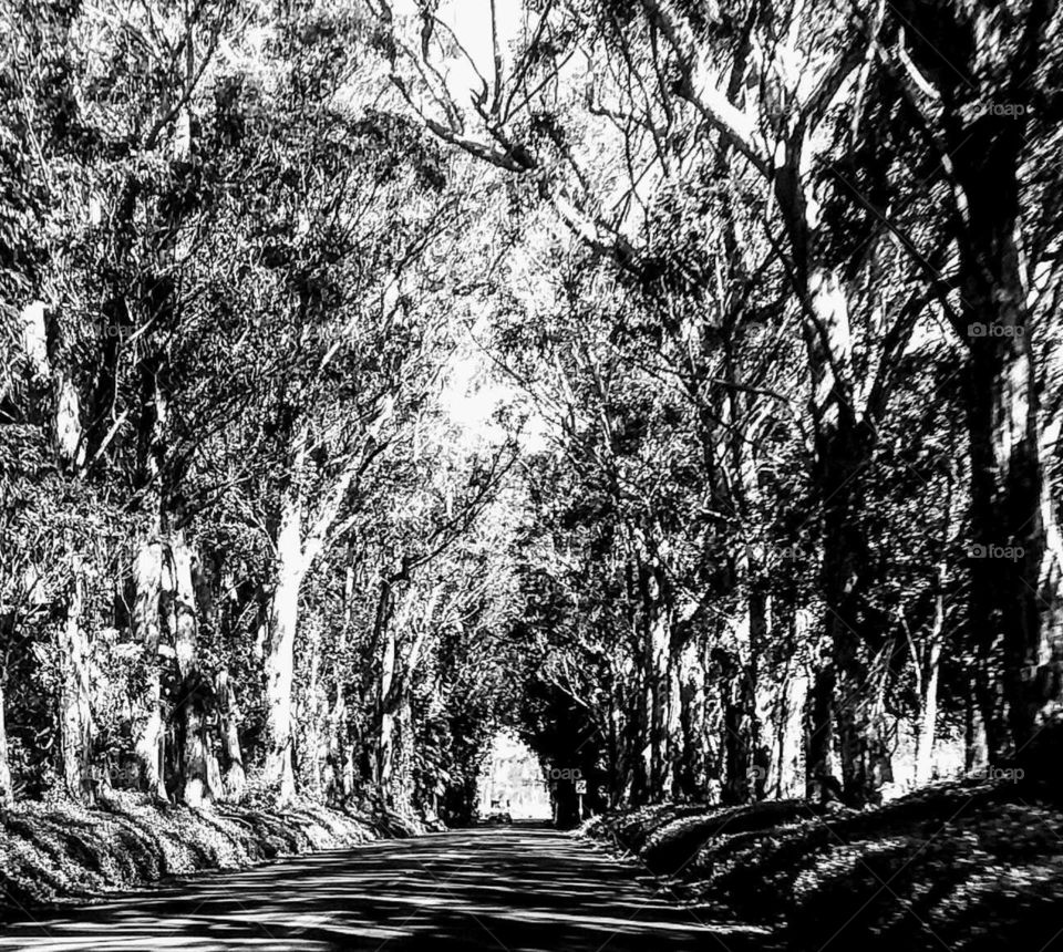Tree Tunnel
