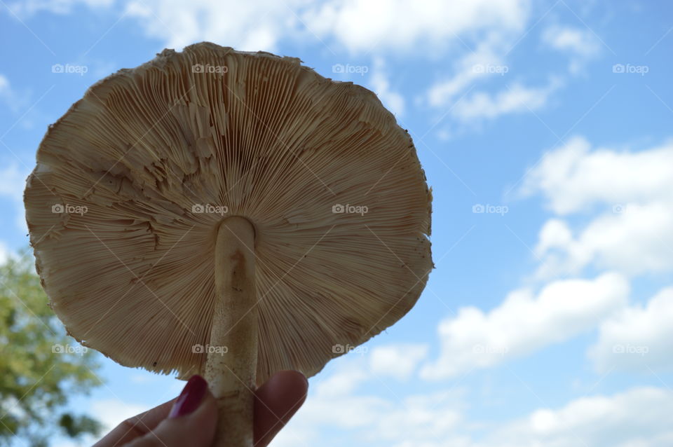 mushroom in macro