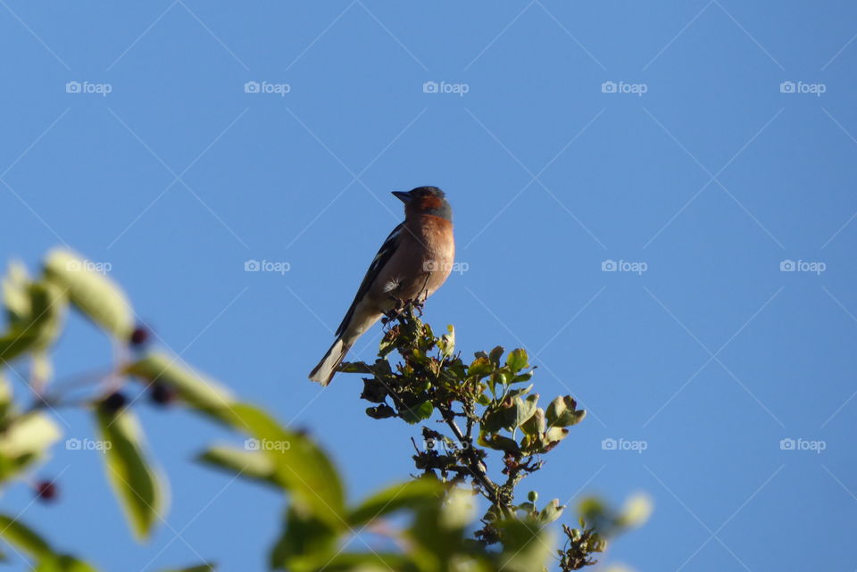 songbird on the top of a tree - finch - 