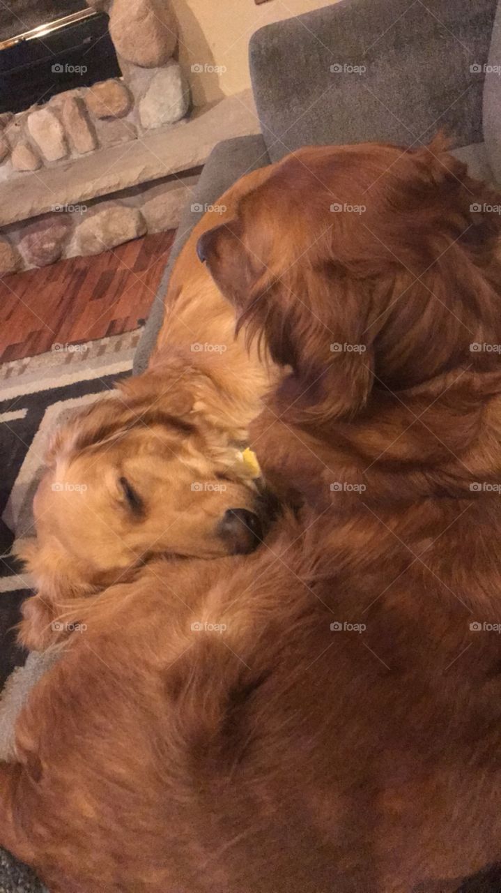 Snuggling golden retriever brothers.  