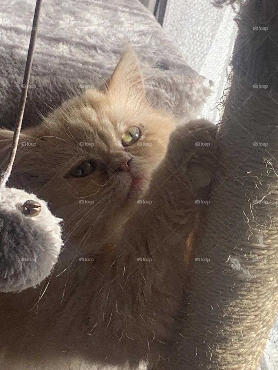 Oliver Twist the Persian house cat. Taken at home spring 2024 on his cat tree perch. 